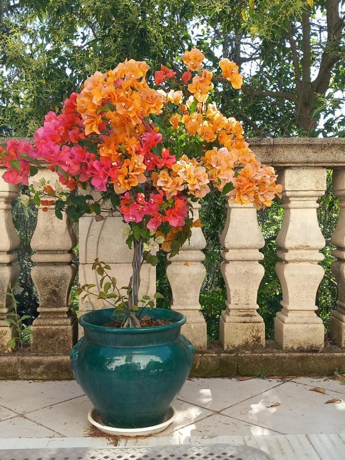 Masseria Incantamento Suite Bouganville Latiano エクステリア 写真